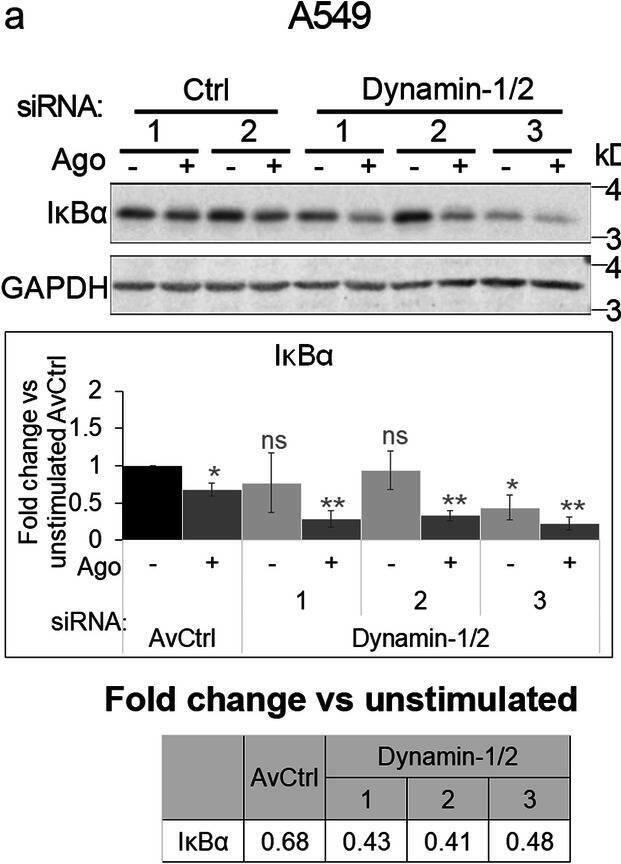 Detection of Lymphotoxin  betaR/TNFRSF3 by Western Blot