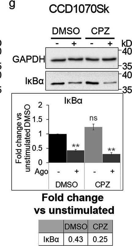 Detection of Lymphotoxin  betaR/TNFRSF3 by Western Blot