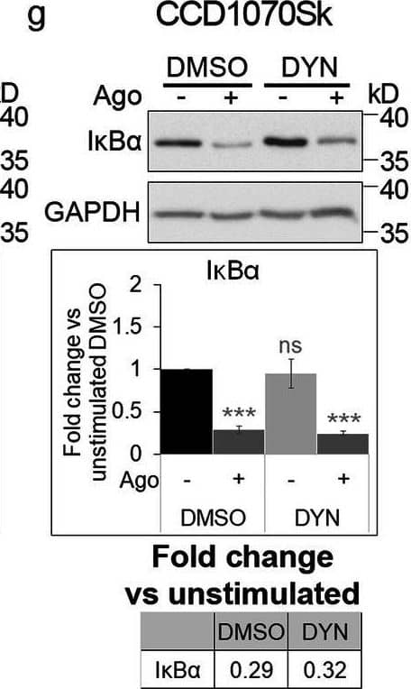 Detection of Lymphotoxin  betaR/TNFRSF3 by Western Blot
