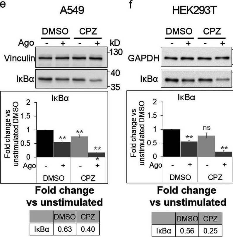 Detection of Lymphotoxin  betaR/TNFRSF3 by Western Blot