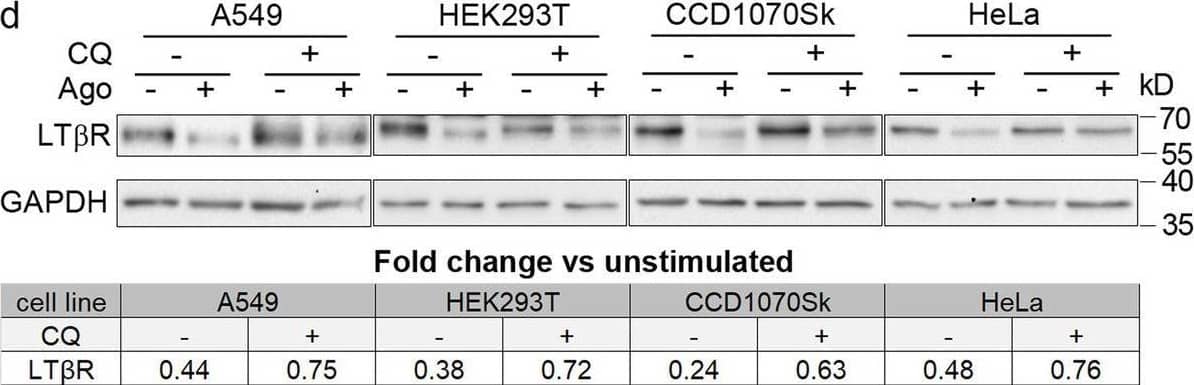 Detection of Lymphotoxin  betaR/TNFRSF3 by Western Blot