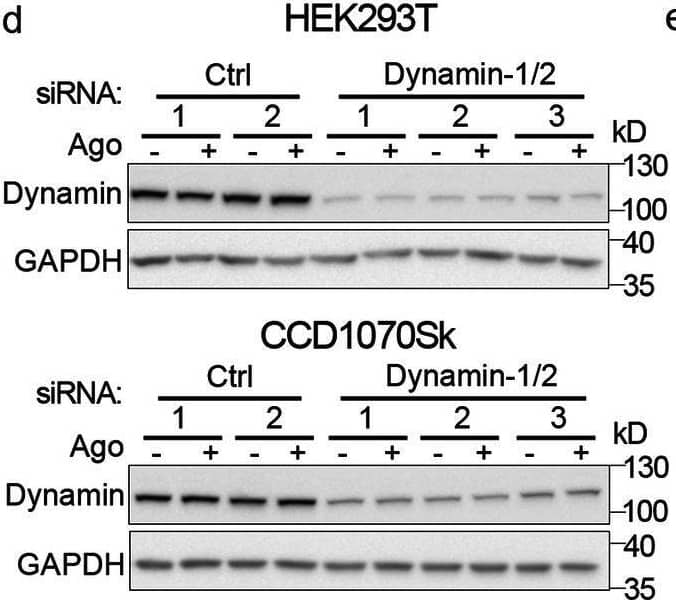 Detection of Lymphotoxin  betaR/TNFRSF3 by Western Blot