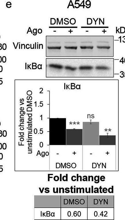 Detection of Lymphotoxin  betaR/TNFRSF3 by Western Blot