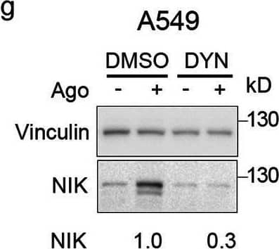 Detection of Lymphotoxin  betaR/TNFRSF3 by Western Blot