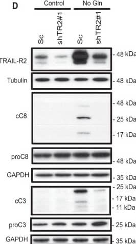 Detection of Human TRAIL R2/TNFRSF10B by Western Blot