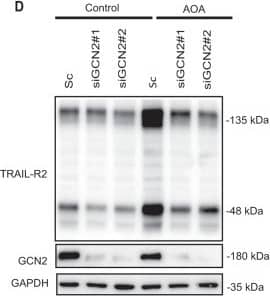 Detection of Human TRAIL R2/TNFRSF10B by Western Blot
