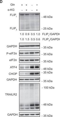Detection of Human TRAIL R2/TNFRSF10B by Western Blot