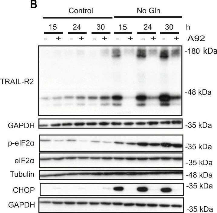 Detection of Human TRAIL R2/TNFRSF10B by Western Blot