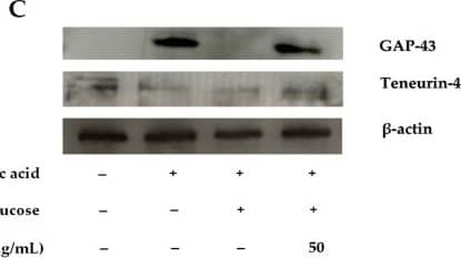 Detection of Teneurin-4 by Western Blot