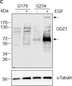 Detection of Teneurin-1 by Western Blot