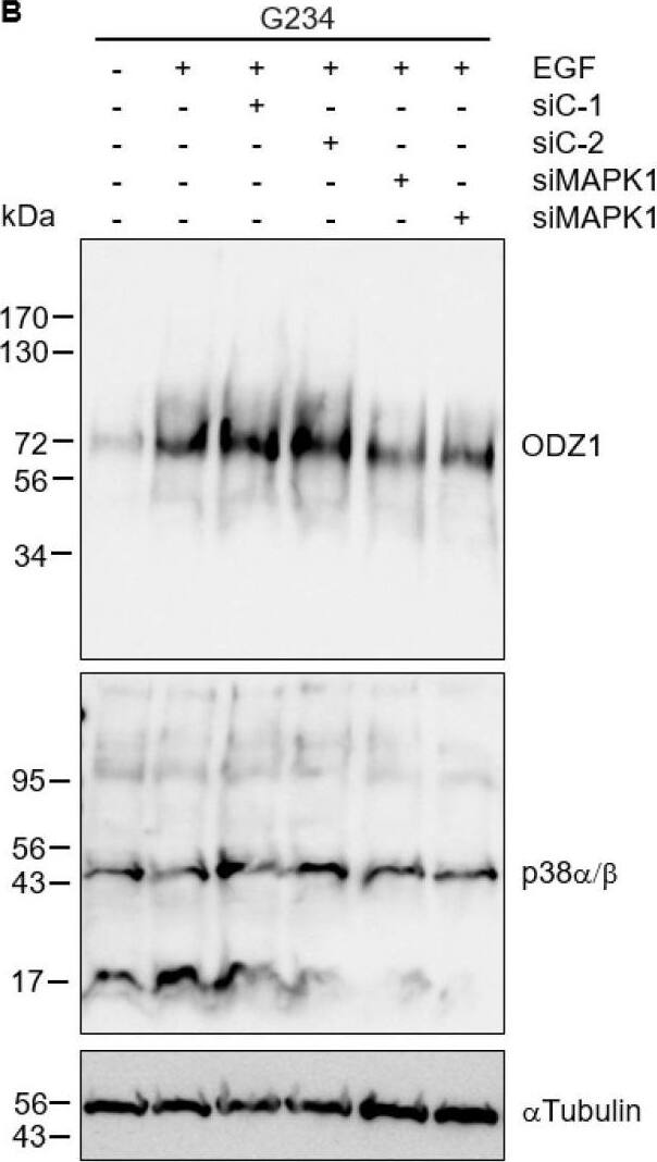 Detection of Teneurin-1 by Western Blot