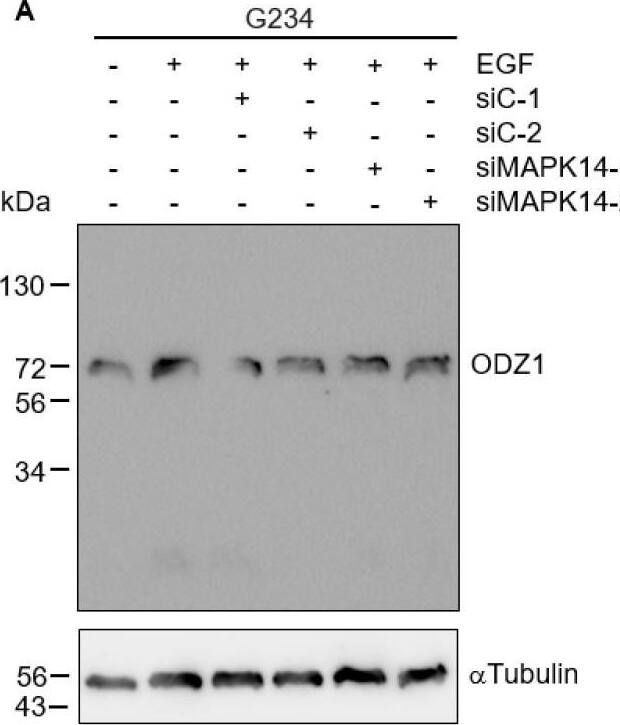 Detection of Teneurin-1 by Western Blot
