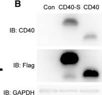 Detection of Yeast CD40/TNFRSF5 by Western Blot