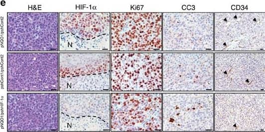 Detection of Mouse EGLN2/PHD1 by Immunohistochemistry