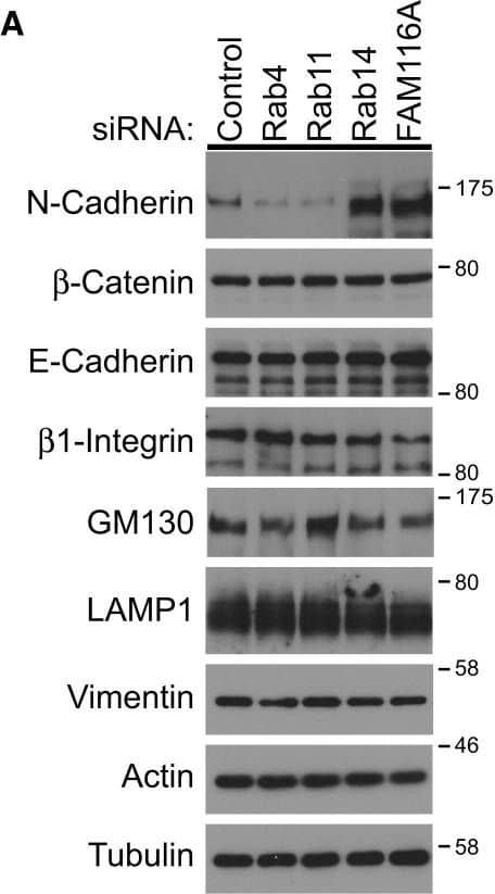 Detection of Human N-Cadherin by Western Blot