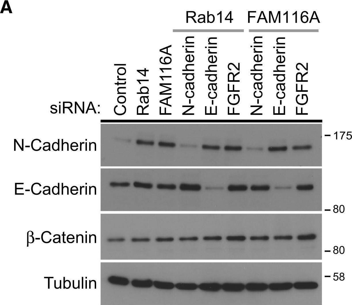 Detection of Human N-Cadherin by Western Blot