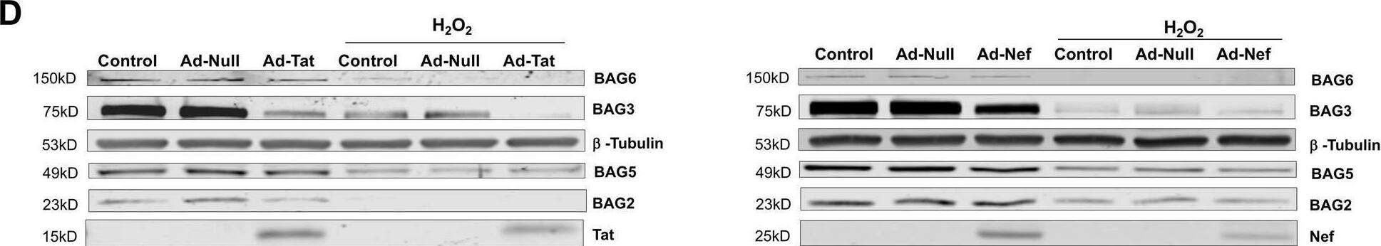 Detection of BAT3/BAG6 by Western Blot