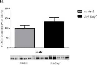Detection of Mouse Mouse VCAM-1/CD106 Antibody by Western Blot