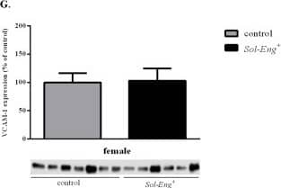 Detection of Mouse VCAM-1/CD106 by Western Blot