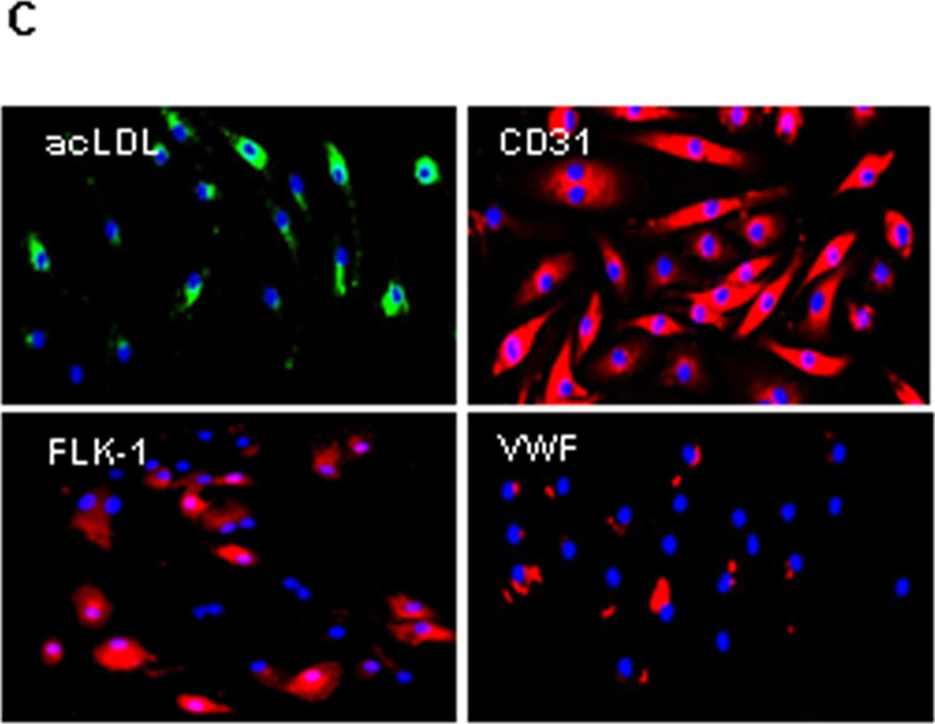 Detection of Mouse Mouse VEGFR2/KDR/Flk-1 Antibody by Immunocytochemistry/ Immunofluorescence