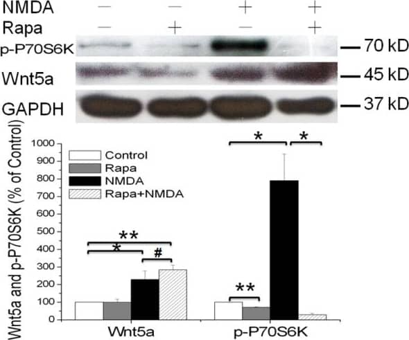 Detection of Mouse Wnt-5a by Western Blot