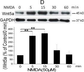 Detection of Mouse Wnt-5a by Western Blot