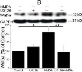 Detection of Mouse Wnt-5a by Western Blot