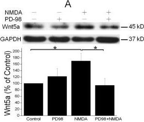 Detection of Mouse Wnt-5a by Western Blot