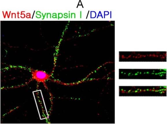 Detection of Mouse Wnt-5a by Immunocytochemistry/ Immunofluorescence