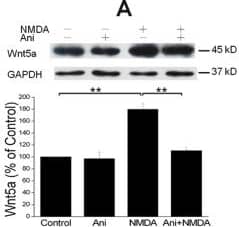Detection of Mouse Wnt-5a by Western Blot