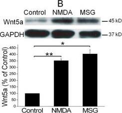 Detection of Mouse Wnt-5a by Western Blot