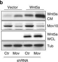 Detection of Human Wnt-5a by Western Blot