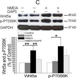 Detection of Mouse Wnt-5a by Western Blot
