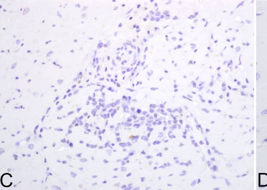 Detection of Rhesus Macaque IL-18/IL-1F4 by Immunohistochemistry