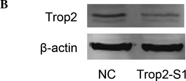 Detection of Human TROP-2 by Western Blot