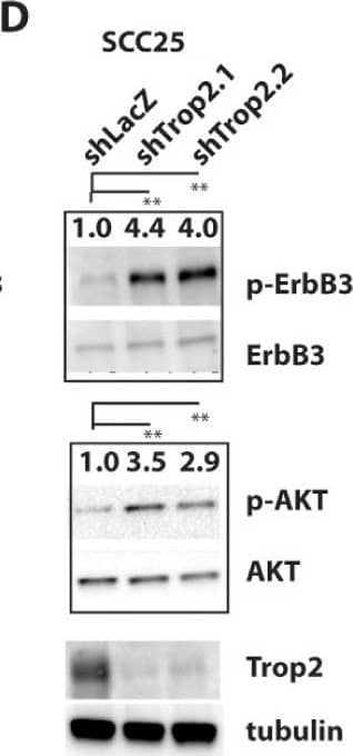 Detection of Human TROP-2 by Knockdown Validated