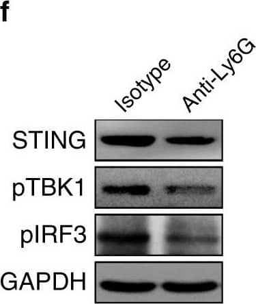 Detection of Mouse Human STING/TMEM173 Antibody by Western Blot