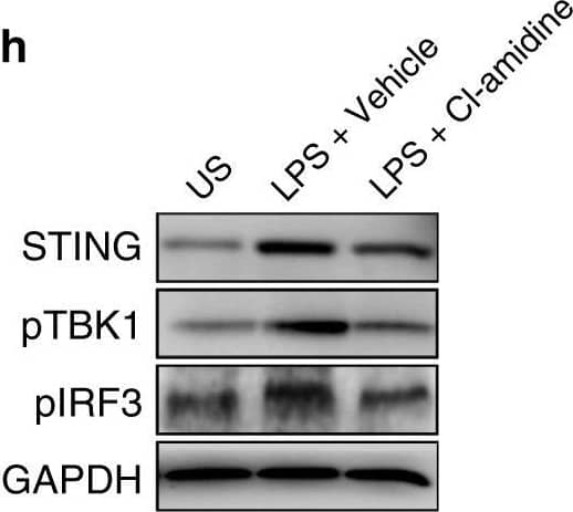 Detection of Mouse Human STING/TMEM173 Antibody by Western Blot