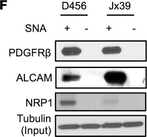 Detection of Human ALCAM/CD166 by Western Blot