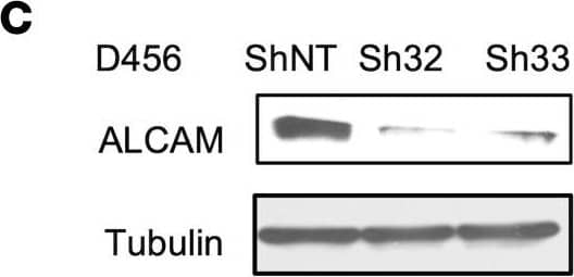 Detection of Human ALCAM/CD166 by Western Blot
