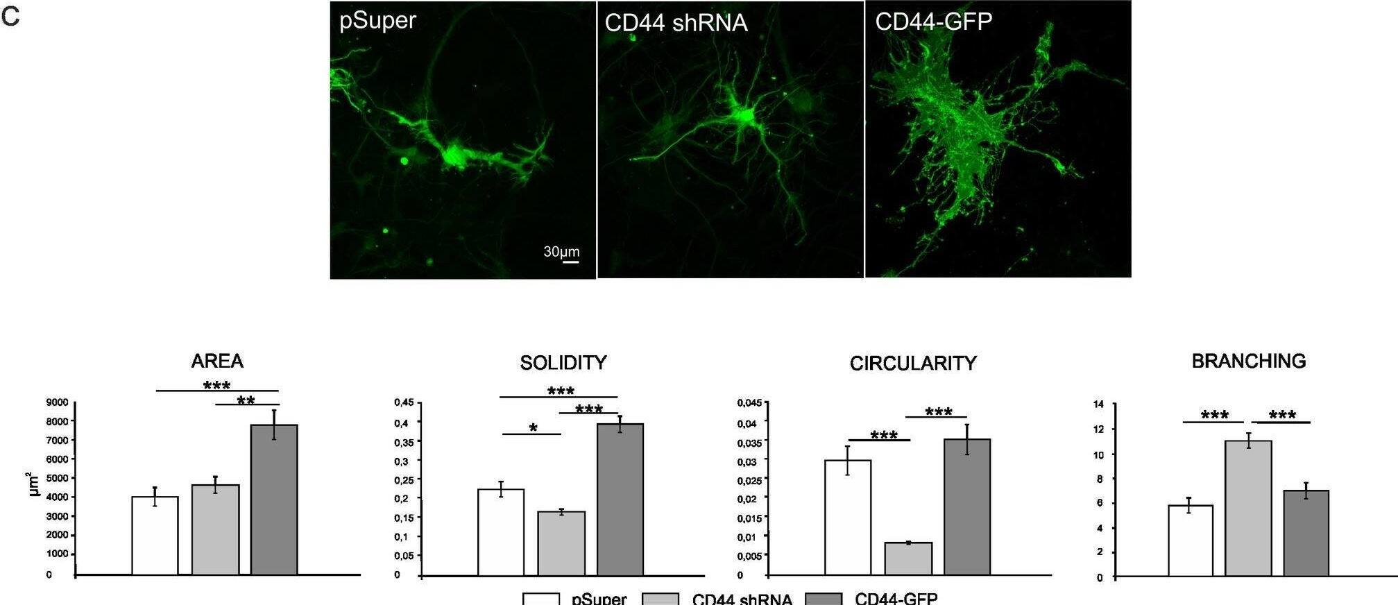 Detection of CD44 by Immunocytochemistry/ Immunofluorescence