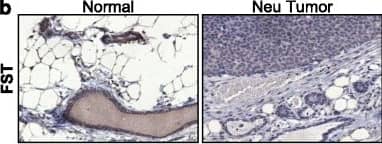 Detection of Mouse Follistatin by Immunohistochemistry