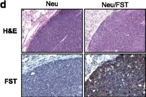 Detection of Mouse Follistatin by Immunohistochemistry