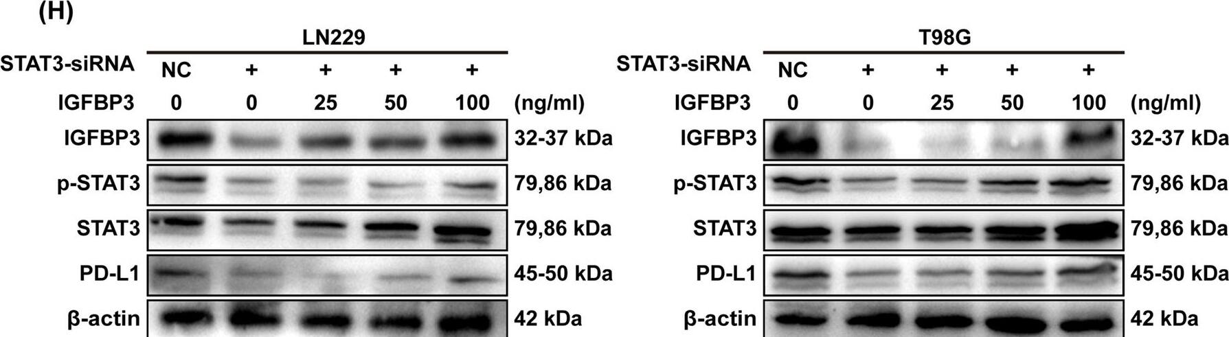 Detection of IGFBP-3 by Western Blot