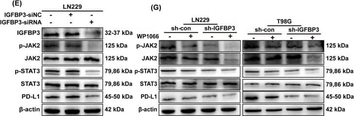 Detection of IGFBP-3 by Western Blot