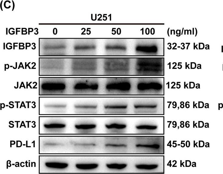 Detection of IGFBP-3 by Western Blot
