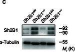 Detection of SH2B1 by Western Blot