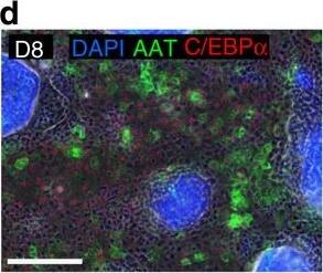 Detection of Human CEBP alpha by Immunocytochemistry/Immunofluorescence
