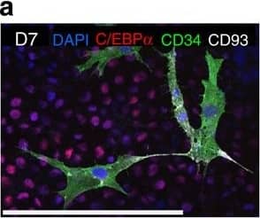 Detection of Human CEBP alpha by Immunocytochemistry/Immunofluorescence