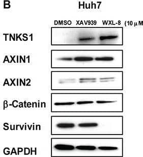 Detection of Tankyrase 1 by Western Blot